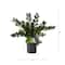 28" Artificial Zamioculcas Plant with Decorative Planter